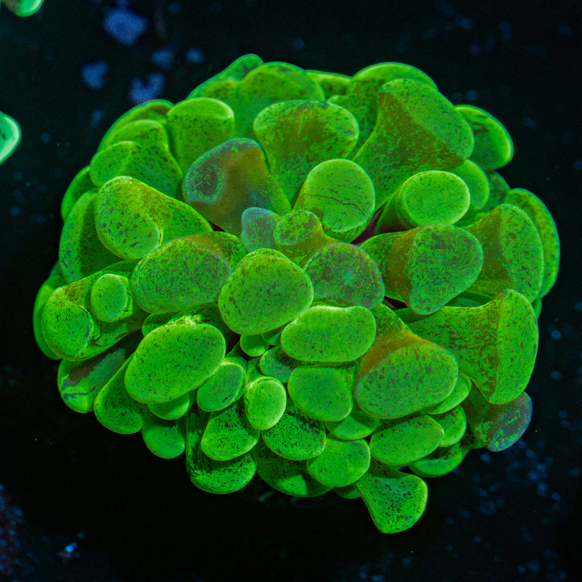 Sick & Twisted Hammer Coral with branching fleshy heads in reef aquarium