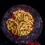 Scorpion King Favia Coral with encrusting growth in reef aquarium