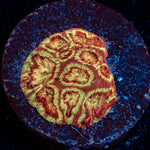 Scorpion King Favia Coral with encrusting growth in reef aquarium