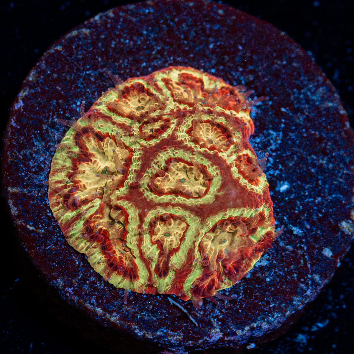 Scorpion King Favia Coral with encrusting growth in reef aquarium