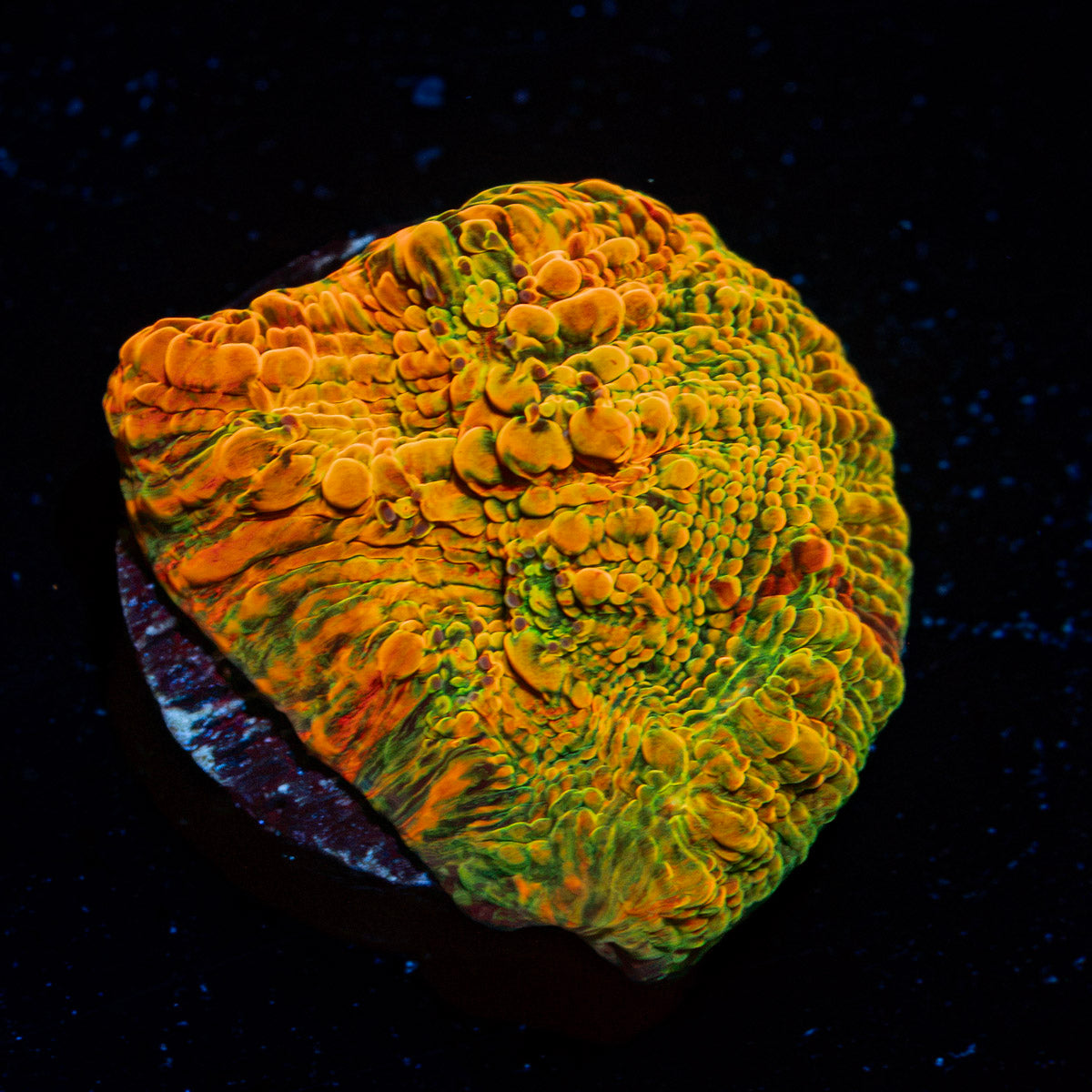 Cloudberry Chalice Coral with encrusting growth in reef aquarium