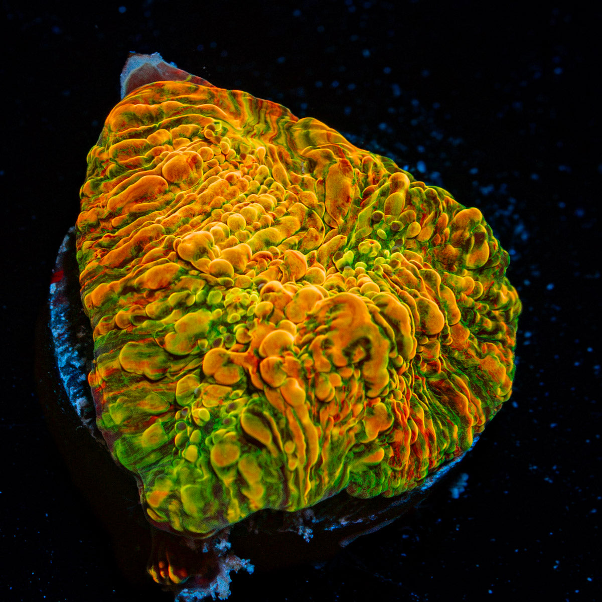 Cloudberry Chalice Coral with encrusting growth in reef aquarium