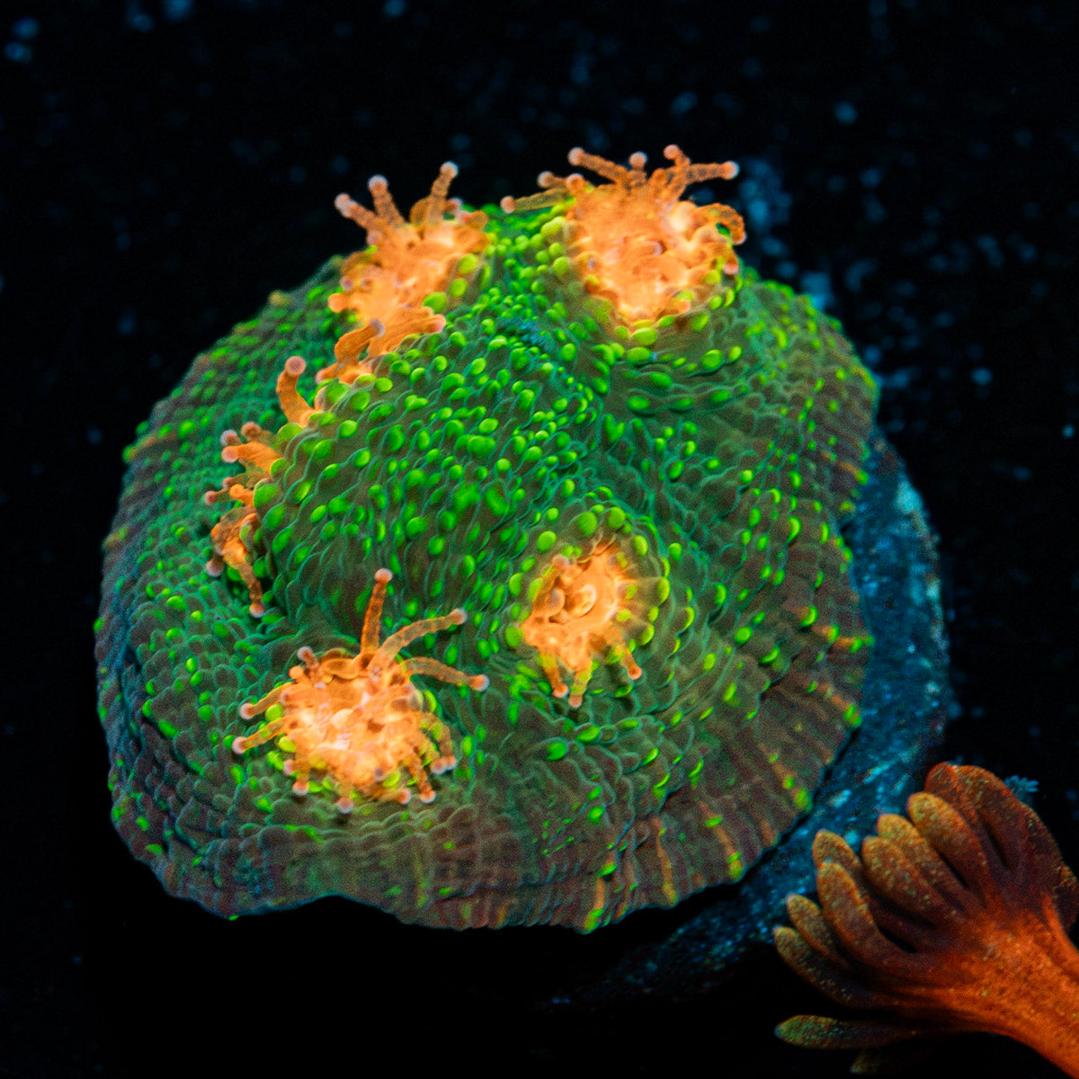 Mummy Eye Chalice Coral with encrusting growth in reef aquarium