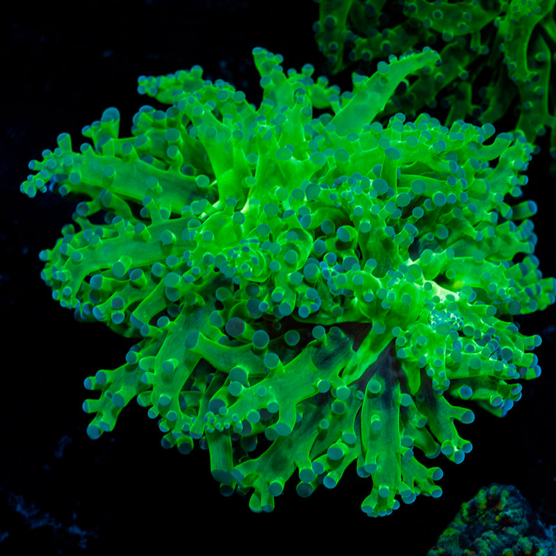 Classic Frogspawn Euphyllia Coral with branching fleshy heads in reef aquarium