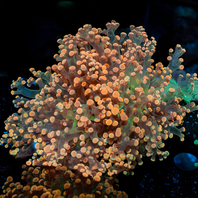 Peach Frogspawn Euphyllia Coral with branching fleshy heads in reef aquarium
