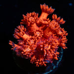 Red Bull Goniopora Coral with flower-like polyps in reef aquarium