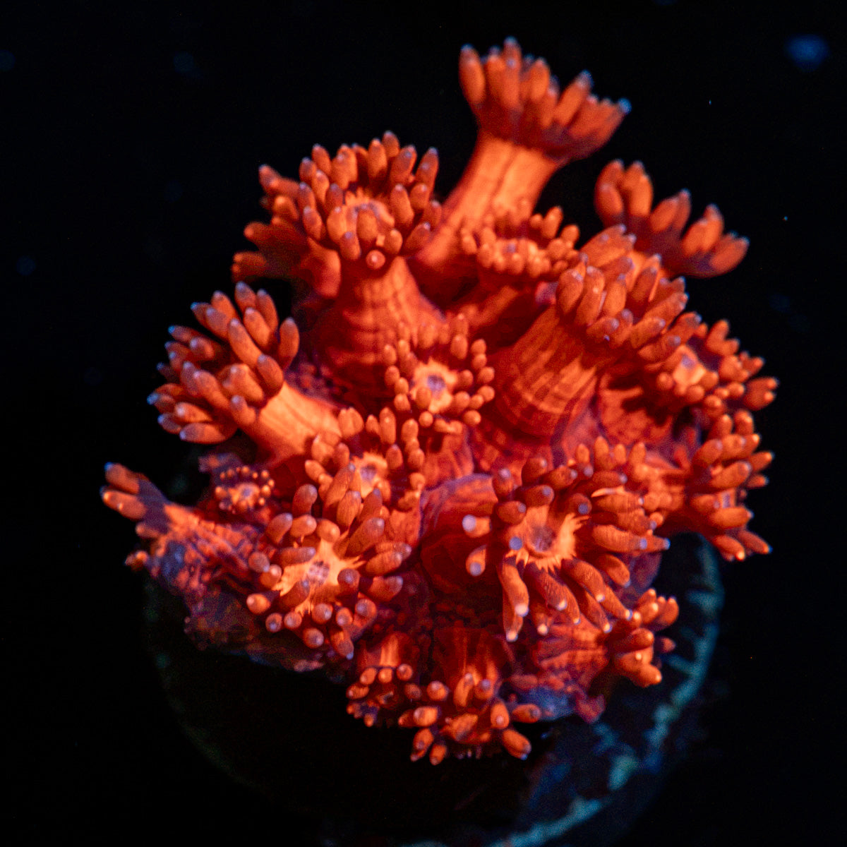 Red Bull Goniopora Coral with flower-like polyps in reef aquarium