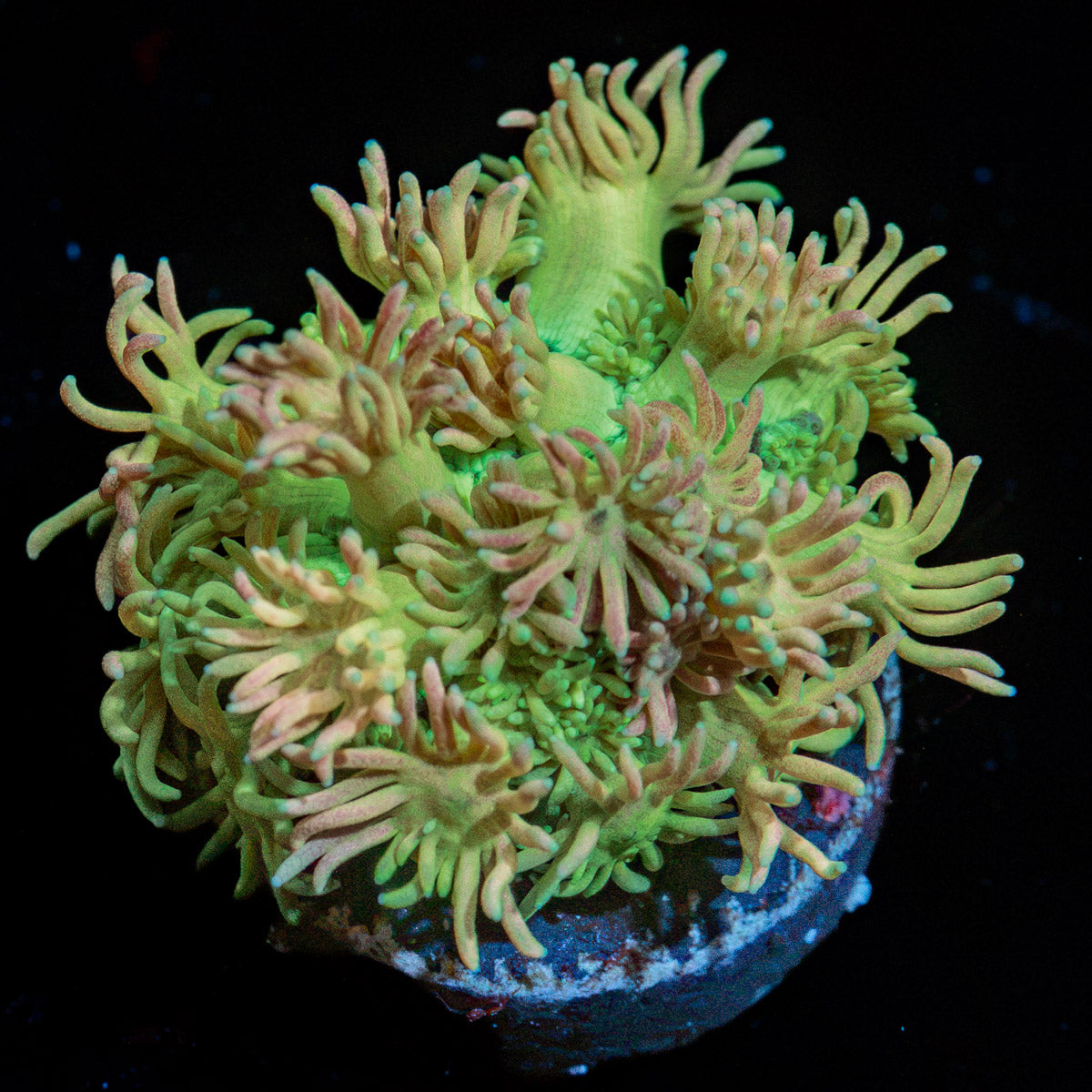 Lovers Goniopora Coral with flower-like polyps in reef aquarium
