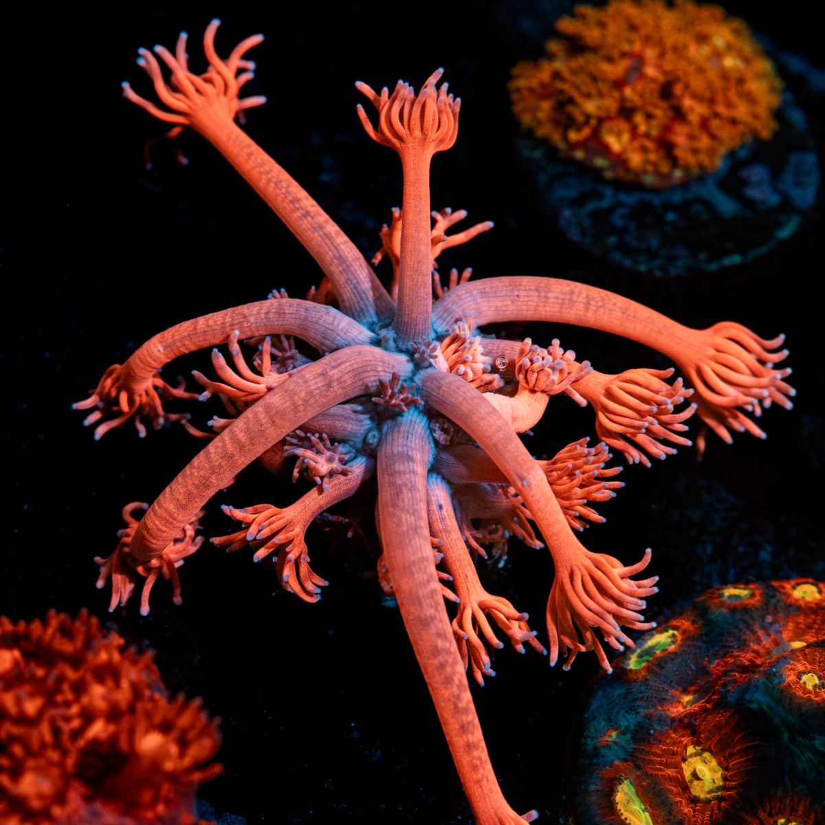 Sweet Tooth Goniopora Coral with flower-like polyps in reef aquarium