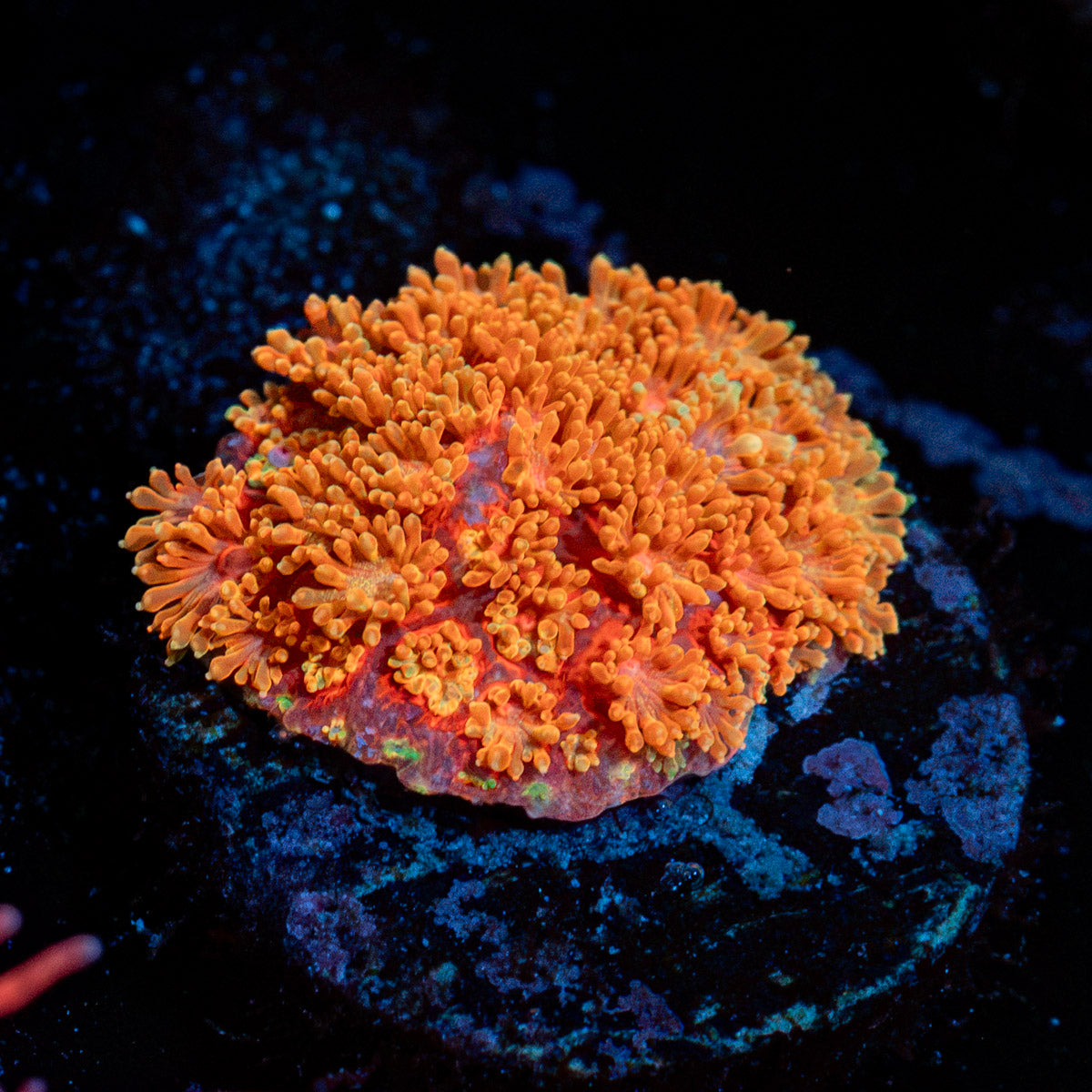 Laffy Taffy Micro Goniopra Coral with flower-like polyps in reef aquarium