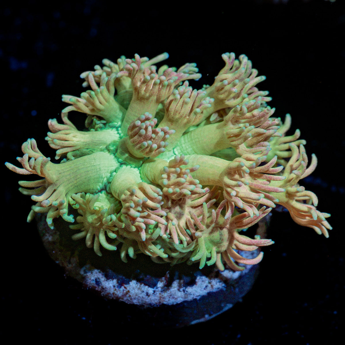 Lovers Goniopora Coral with flower-like polyps in reef aquarium