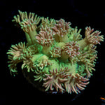Lovers Goniopora Coral with flower-like polyps in reef aquarium