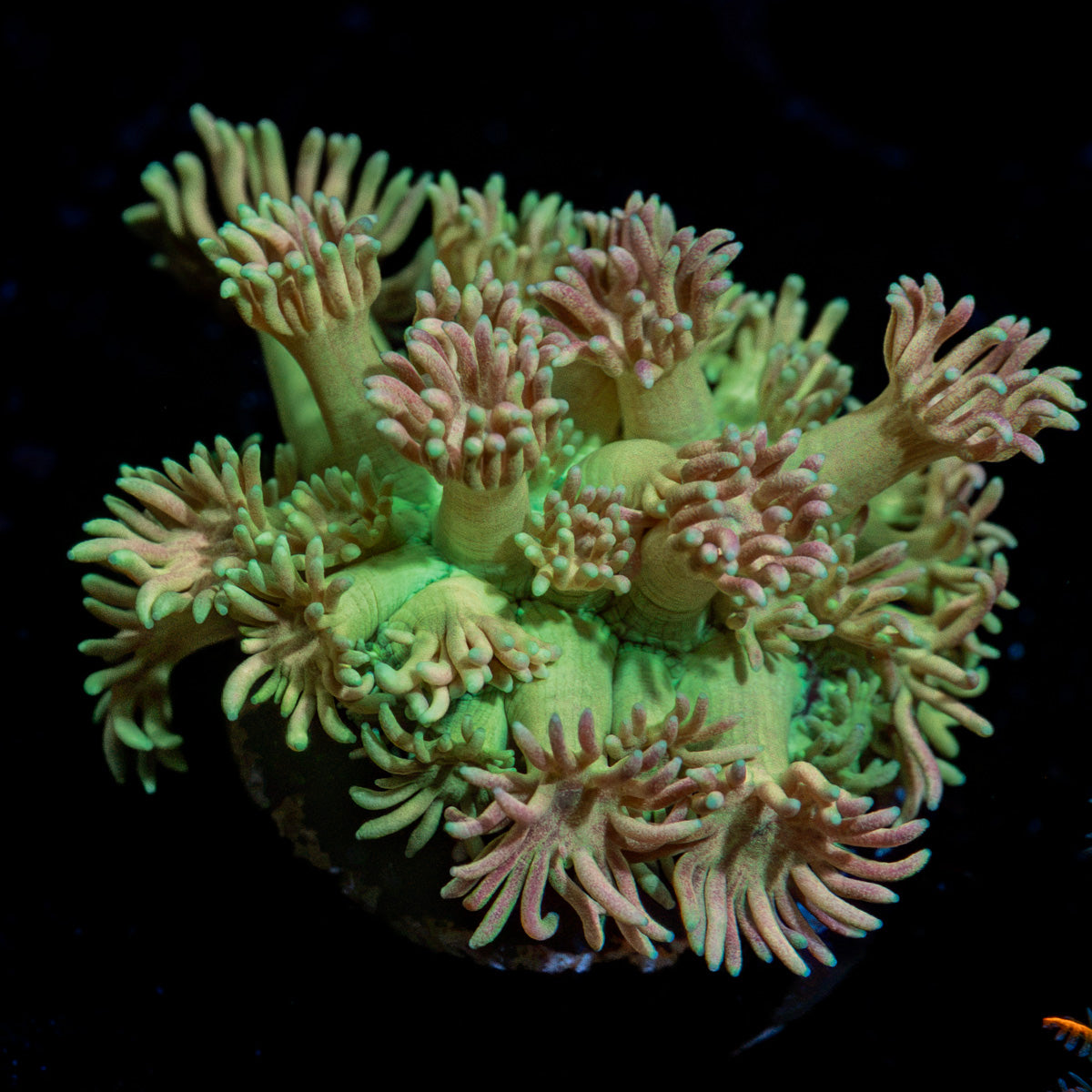 Lovers Goniopora Coral with flower-like polyps in reef aquarium