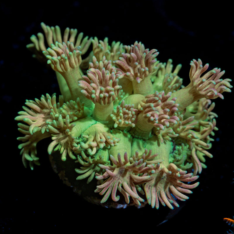 Lovers Goniopora Coral