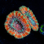 Acan Coral with fleshy polyps in reef aquarium