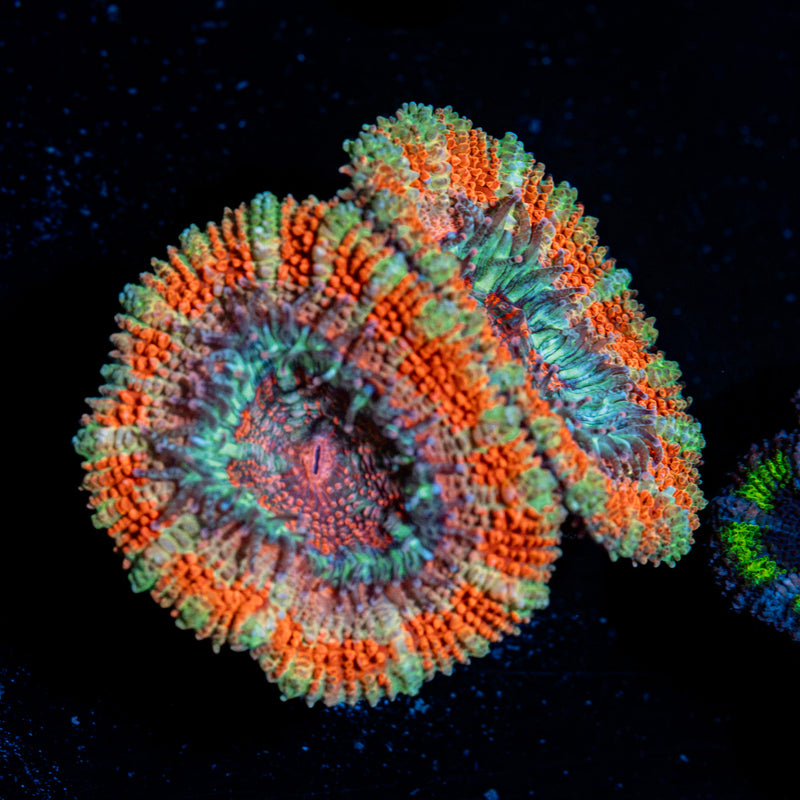 Acan Coral with fleshy polyps in reef aquarium