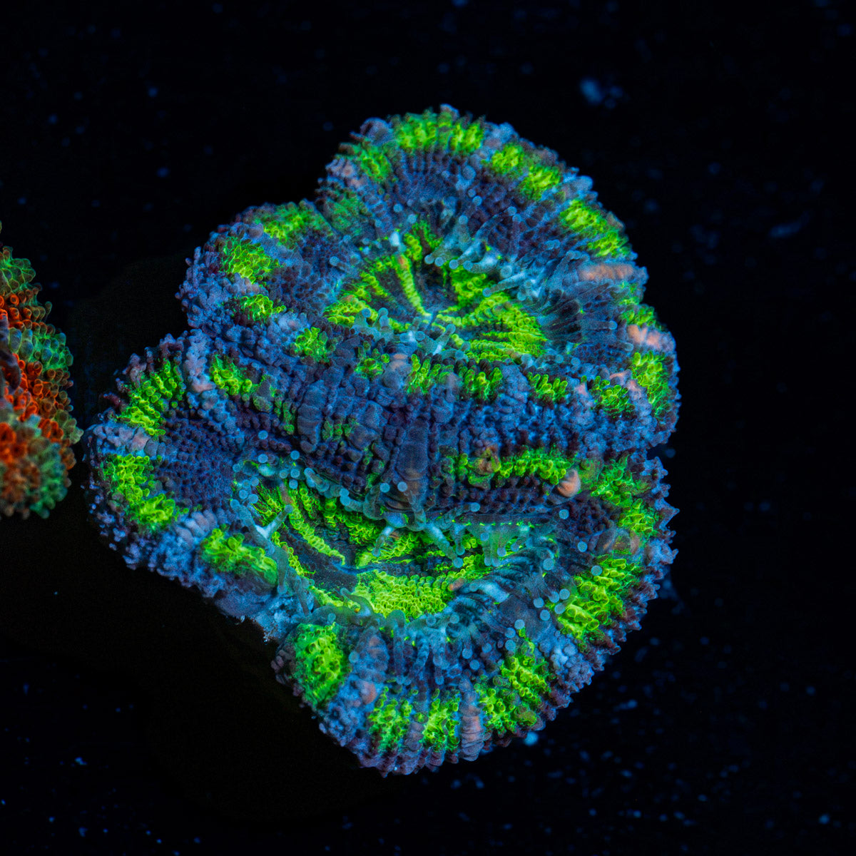 Acan Coral with fleshy polyps in reef aquarium