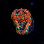Acan Coral with fleshy polyps in reef aquarium