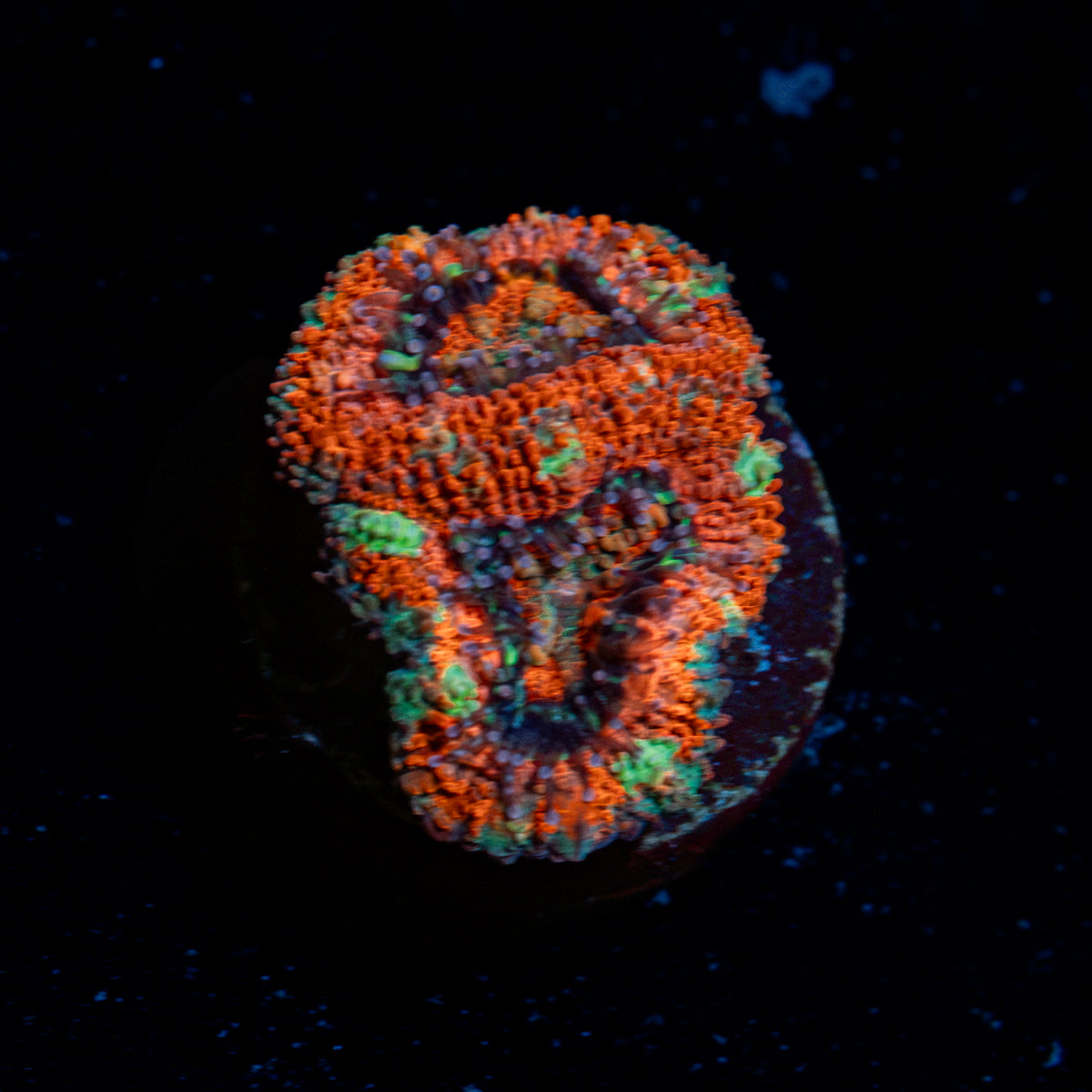 Acan Coral with fleshy polyps in reef aquarium