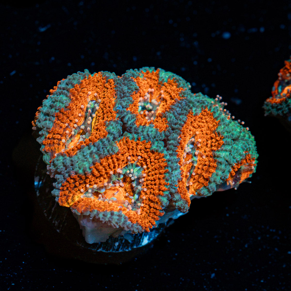 Acan Coral with fleshy polyps in reef aquarium