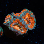 Acan Coral with fleshy polyps in reef aquarium