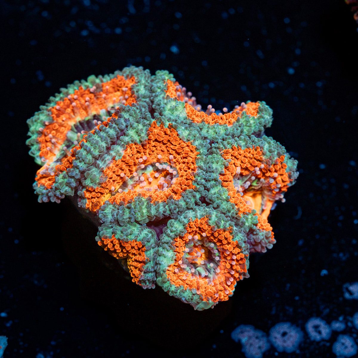 Acan Coral with fleshy polyps in reef aquarium
