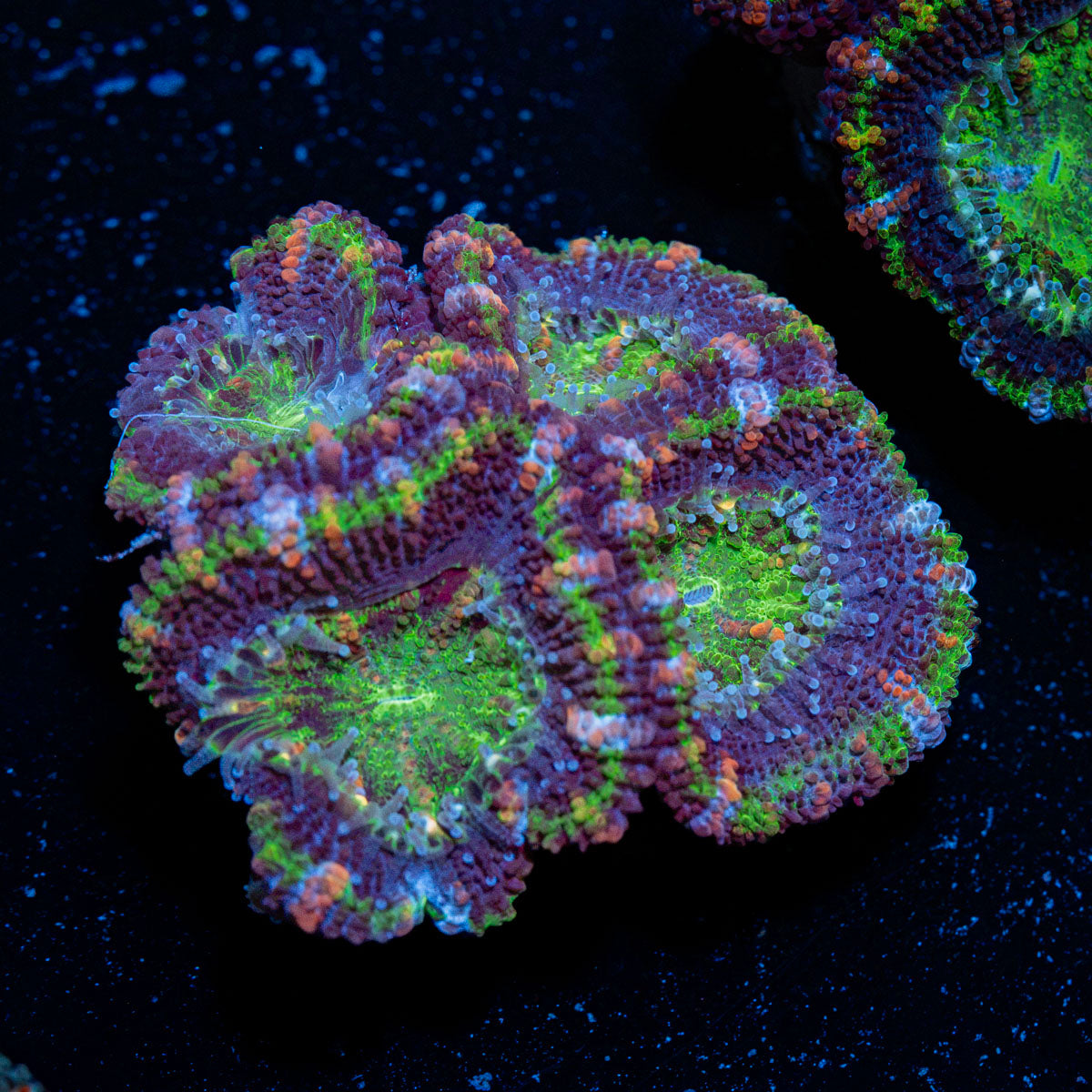 Acan Coral with fleshy polyps in reef aquarium