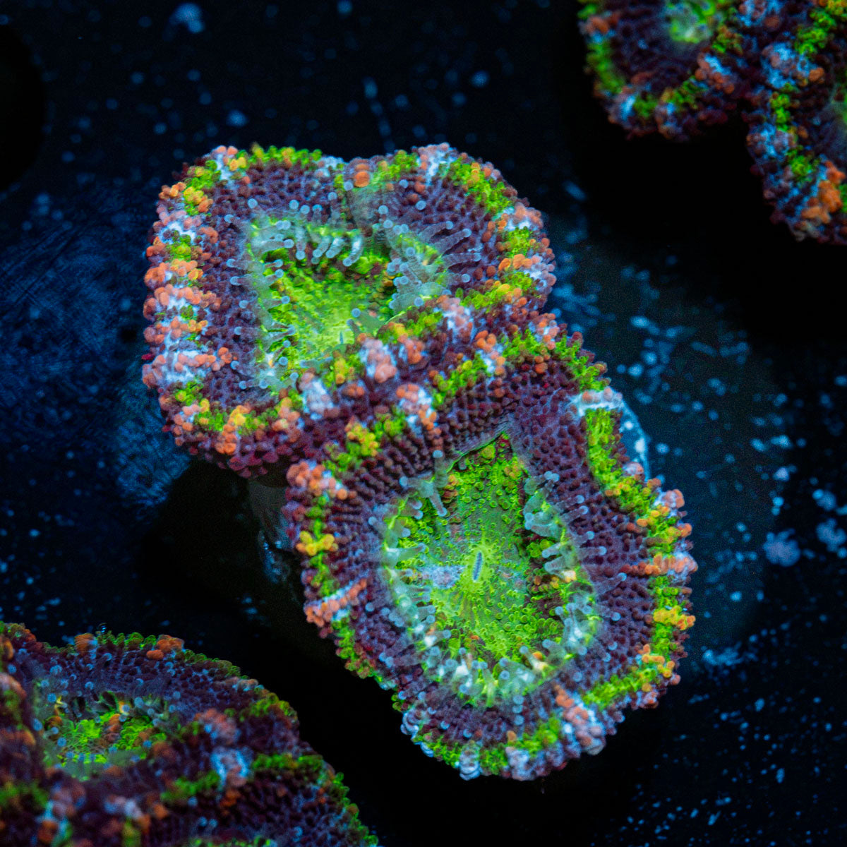 Acan Coral with fleshy polyps in reef aquarium