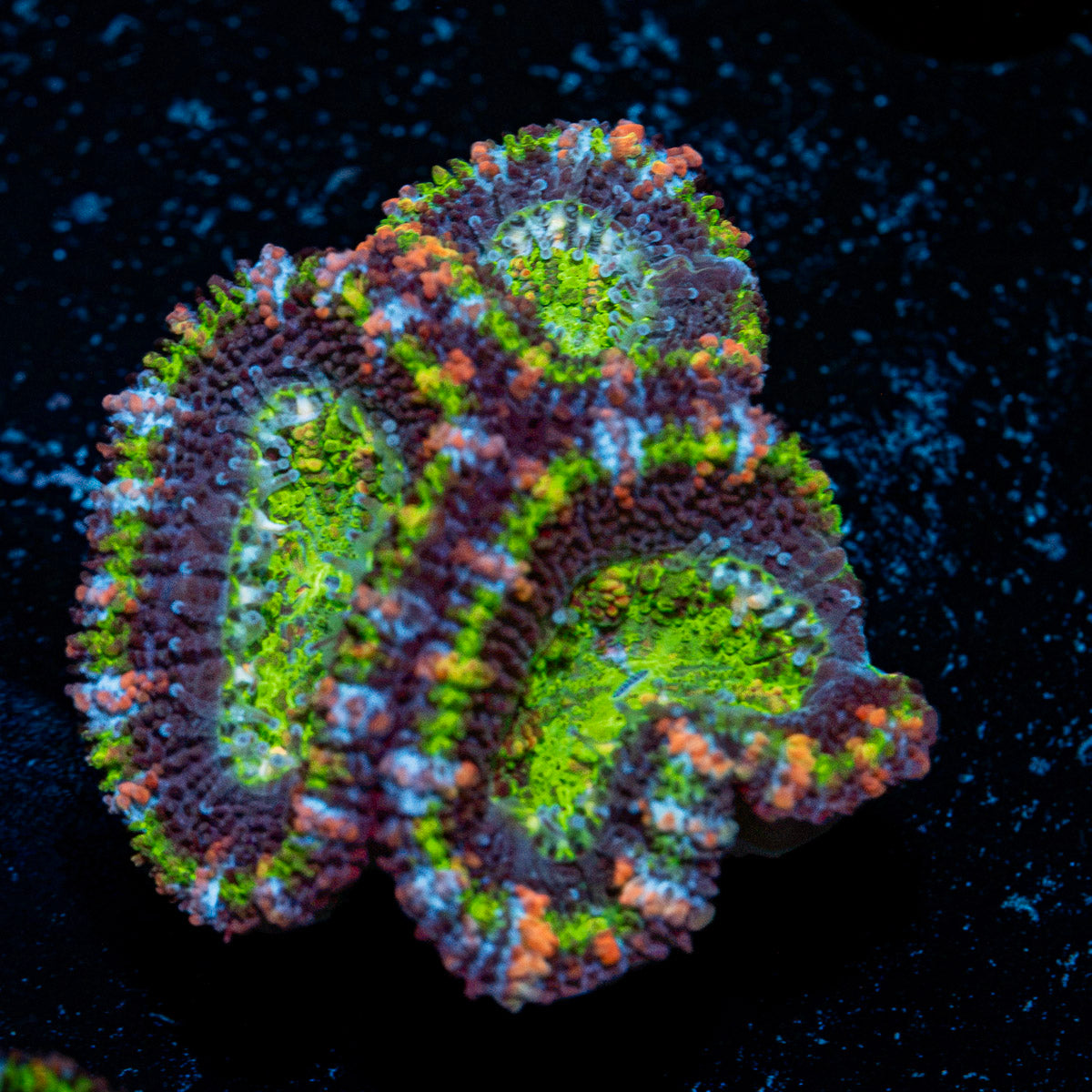 Acan Coral with fleshy polyps in reef aquarium