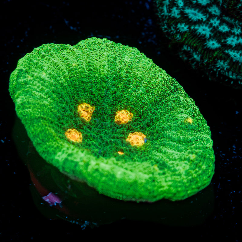 Space Invader Chalice Coral with encrusting growth in reef aquarium