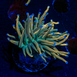 Dragon Tamer Torch Euphyllia Coral with flowing tentacles in reef aquarium