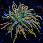 Dragon Tamer Euphyllia Coral with flowing tentacles in reef aquarium