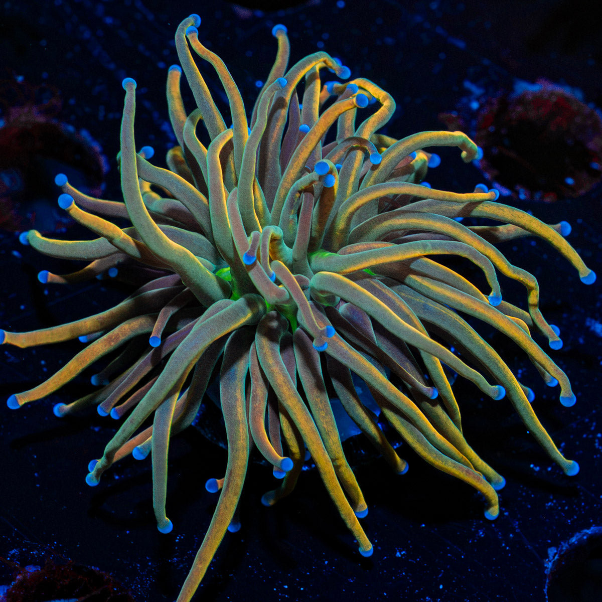 Dragon Tamer Euphyllia Coral with flowing tentacles in reef aquarium