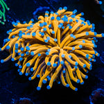 24k Torch Euphyllia Coral with flowing tentacles in reef aquarium