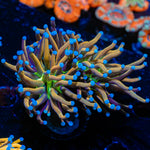 Mardi Gra Torch Euphyllia Coral with flowing tentacles in reef aquarium