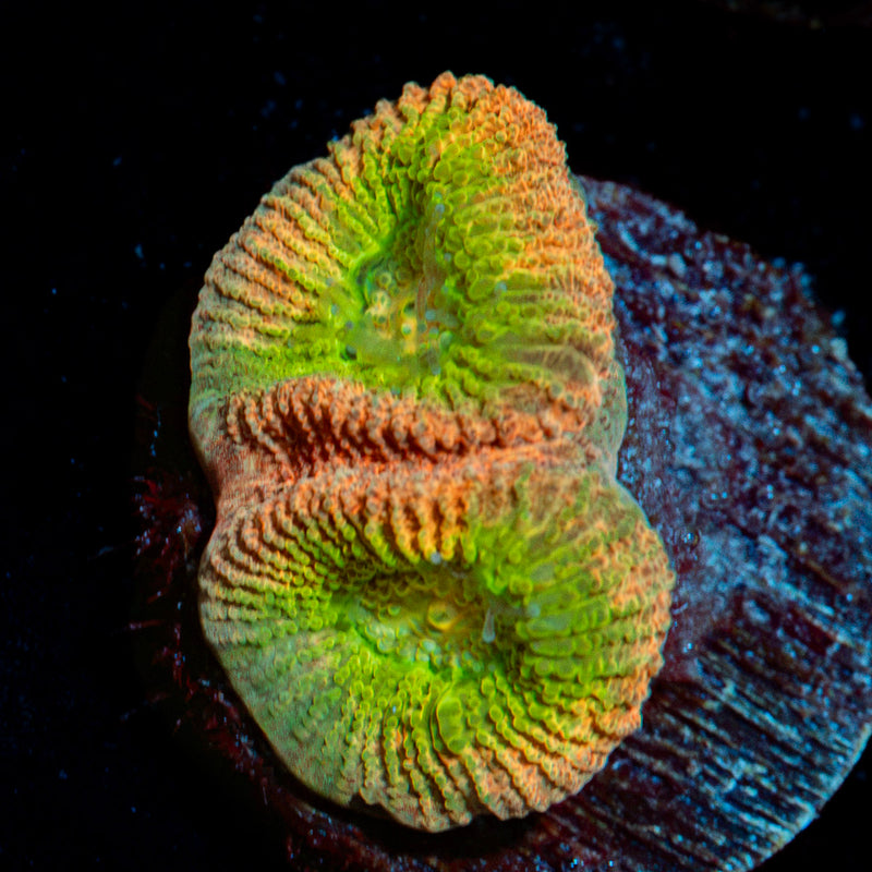 Drunken Monkey Dips Astraea Coral with encrusting growth in reef aquarium
