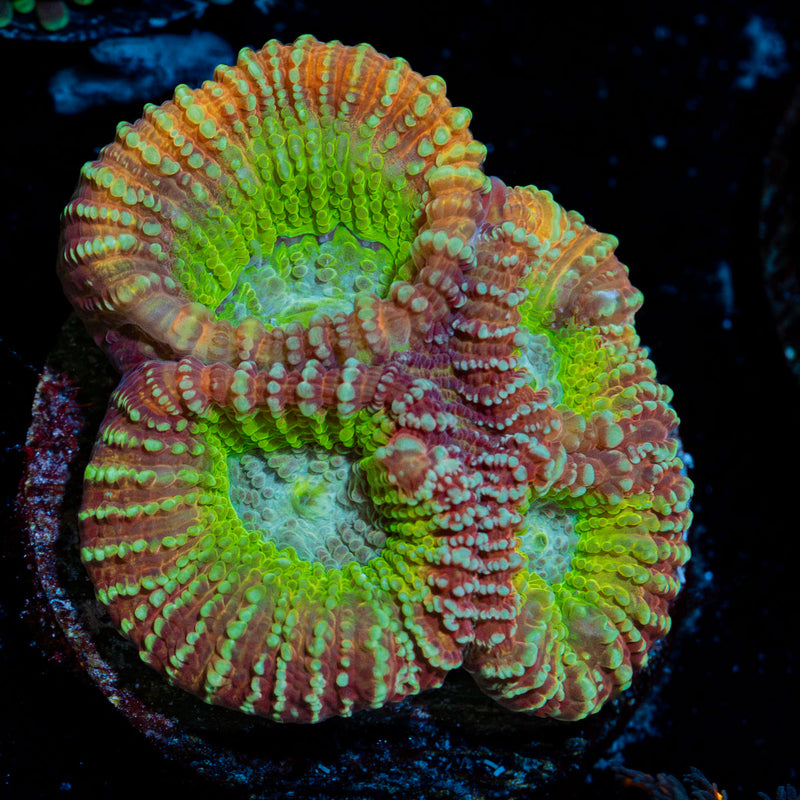 Charizard Dips Astraea Coral with encrusting growth in reef aquarium