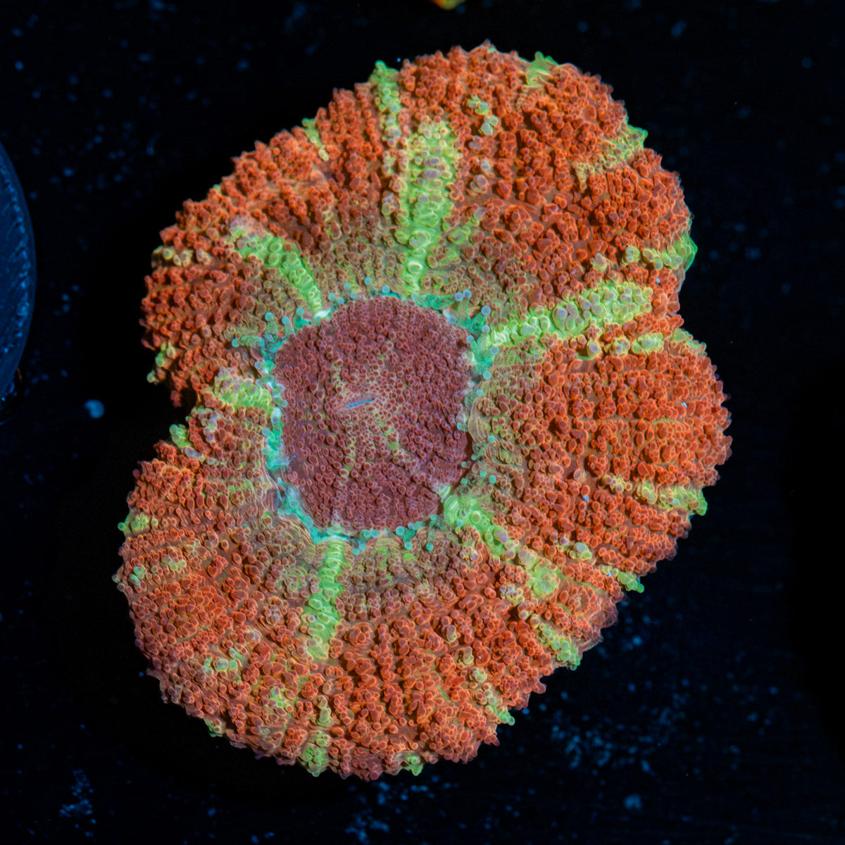 Hypnotic Asian Acan Coral with fleshy polyps in reef aquarium