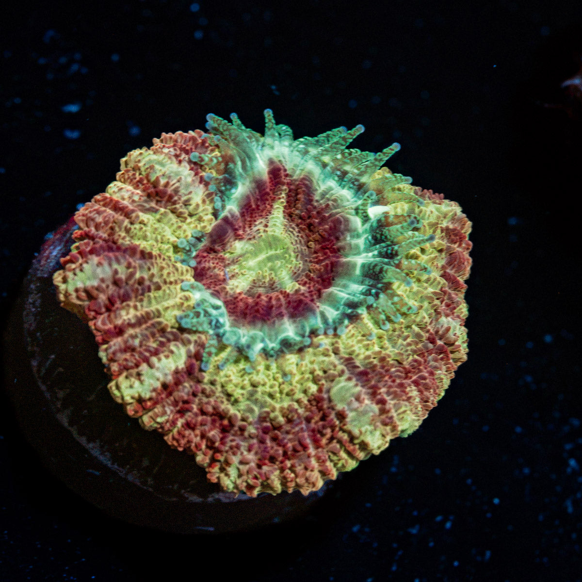 Chomper Asian Acan Coral with fleshy polyps in reef aquarium