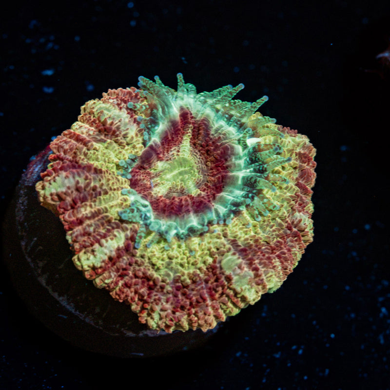 Chomper Asian Acan Coral with fleshy polyps in reef aquarium