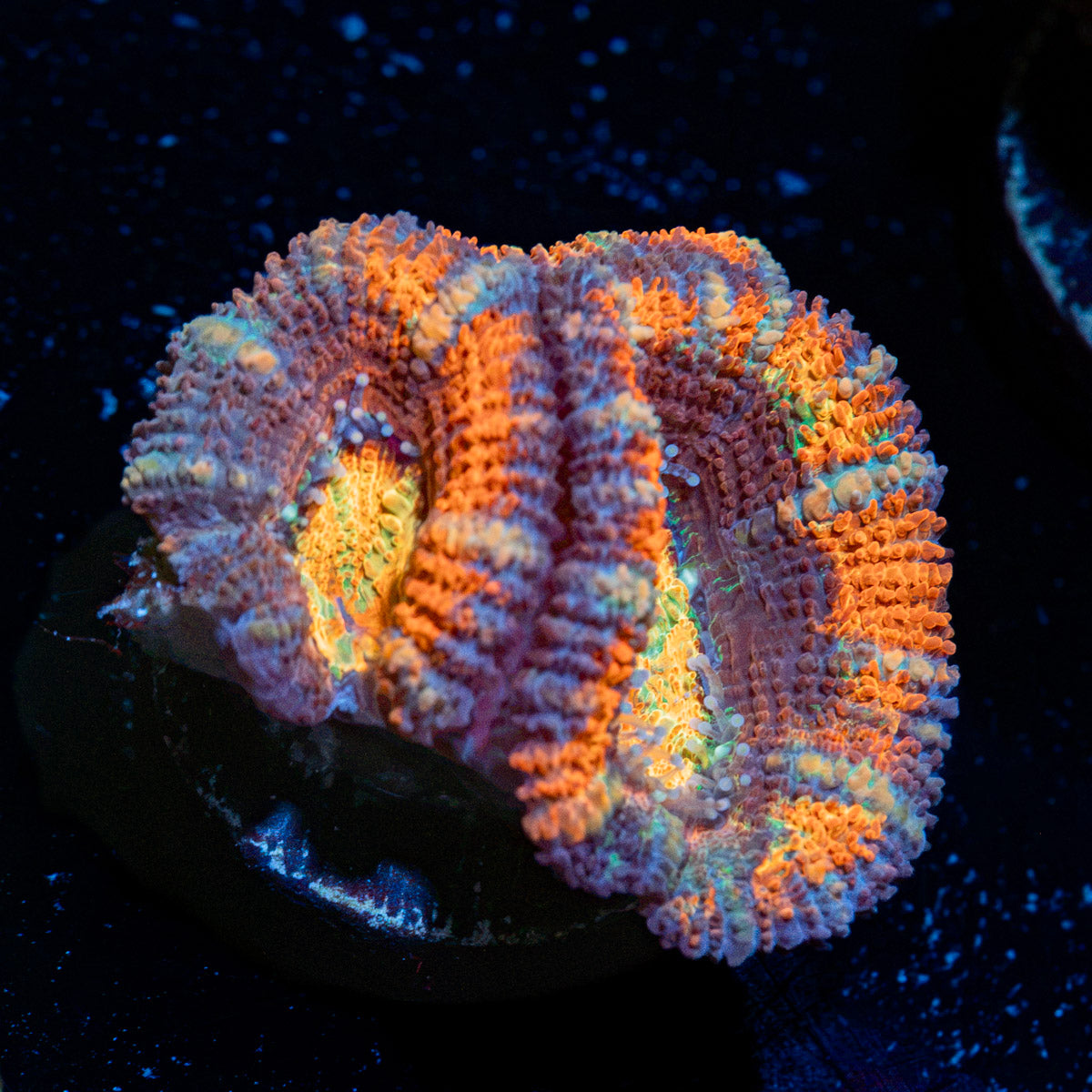 Candy Crush Rainbow Acan Coral with fleshy polyps in reef aquarium