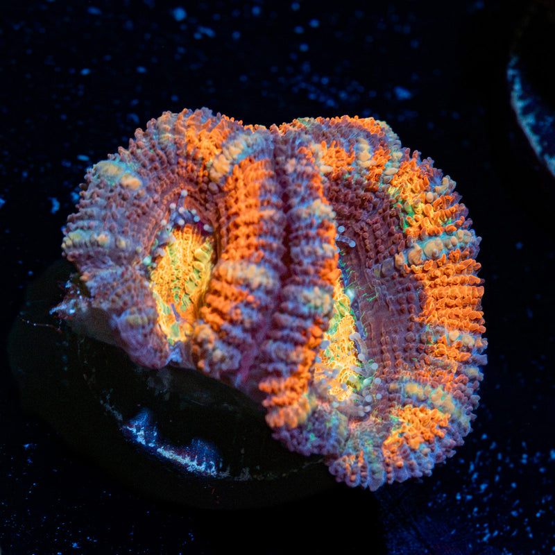 Candy Crush Rainbow Acan Coral with fleshy polyps in reef aquarium