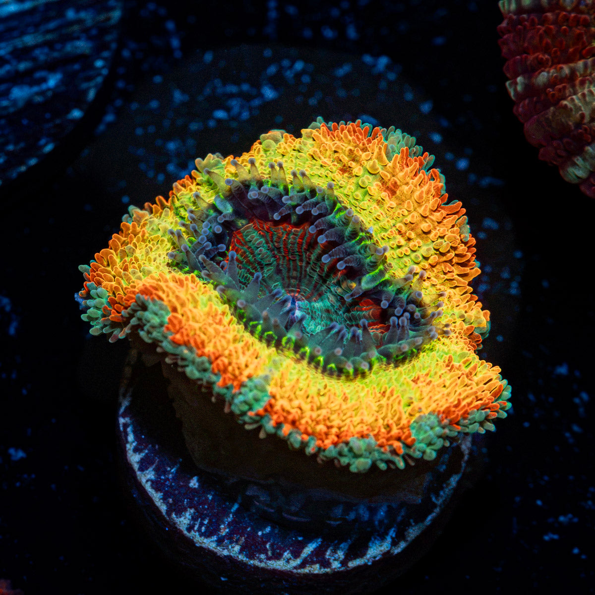 Stormbreaker Rainbow Acan Coral with fleshy polyps in reef aquarium