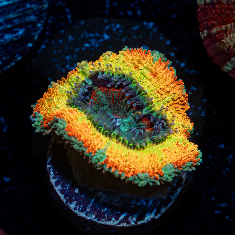 Stormbreaker Rainbow Acan Coral with fleshy polyps in reef aquarium