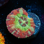 Pirate Hunter asian acan Coral with fleshy polyps in reef aquarium