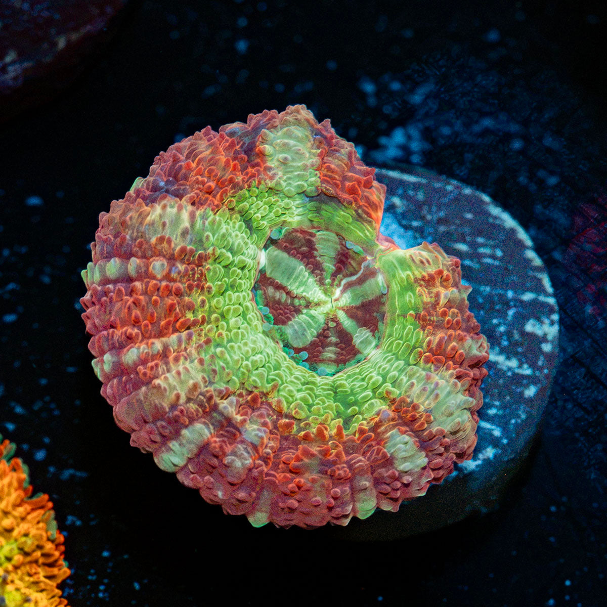 Pirate Hunter asian acan Coral with fleshy polyps in reef aquarium