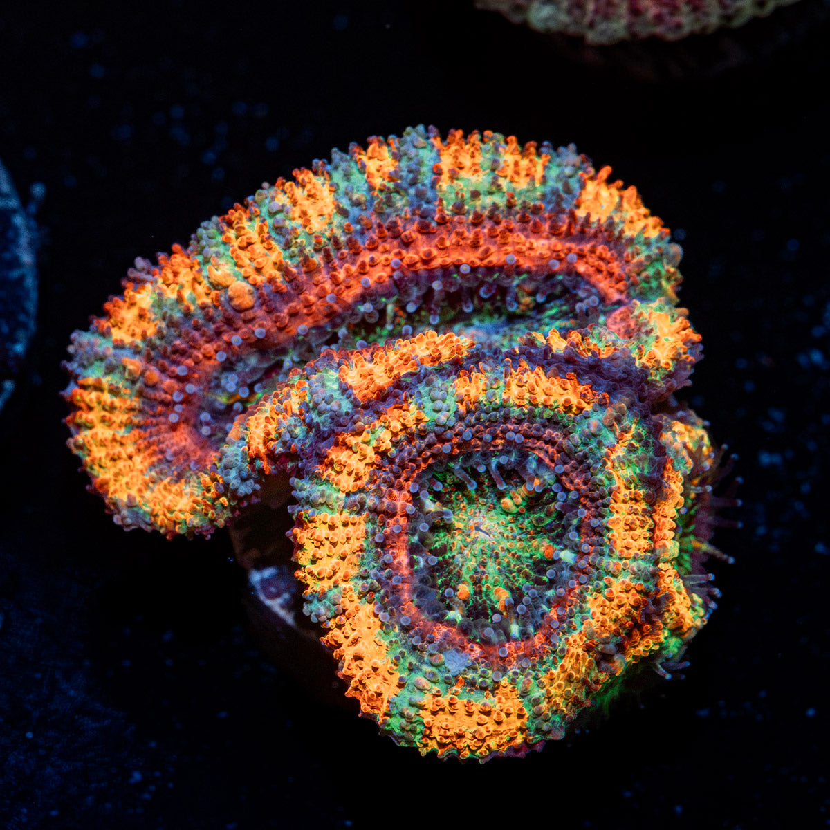 Lunar Eclipse Rainbow Acan Coral with fleshy polyps in reef aquarium