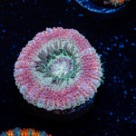 Kirby Hammer Acan Coral with fleshy polyps in reef aquarium