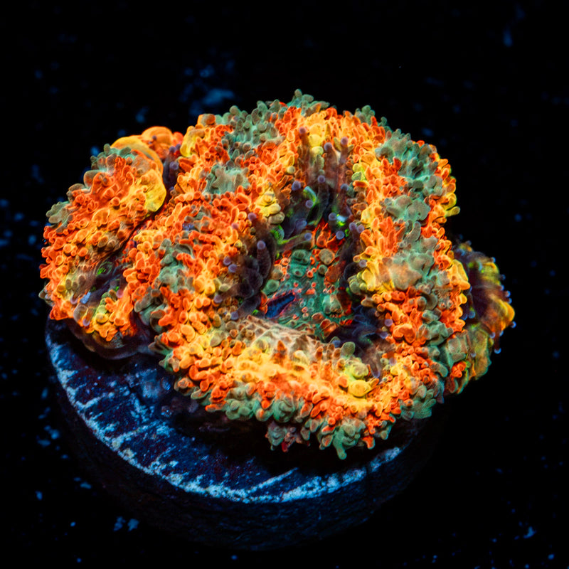 Rising Sun Rainbow Acan Coral with fleshy polyps in reef aquarium