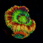 Chomper Asian Acan Coral with fleshy polyps in reef aquarium